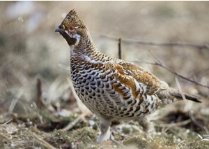 Хөтүү (Шивэр хөтүү)